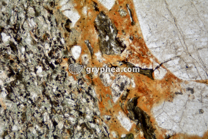 Rhyolite LPNA x25 - gryphea.com